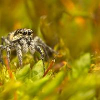 Zebra Spider 3 